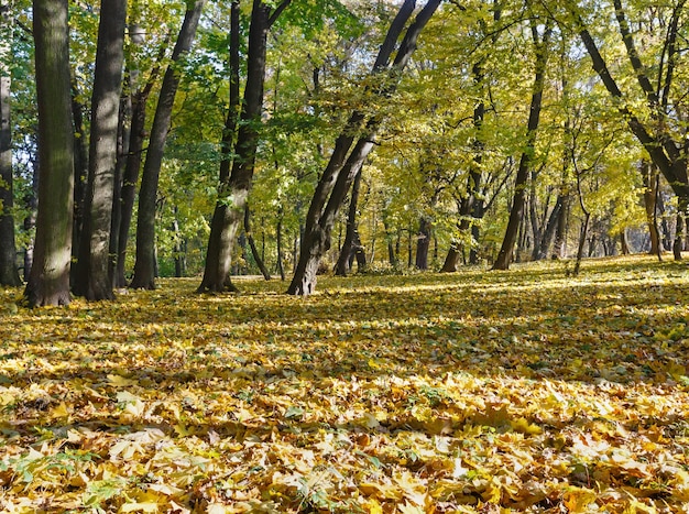 Alfombra de color amarillo verdoso de hojas de otoño con sombra de árboles en el parque de la ciudad.