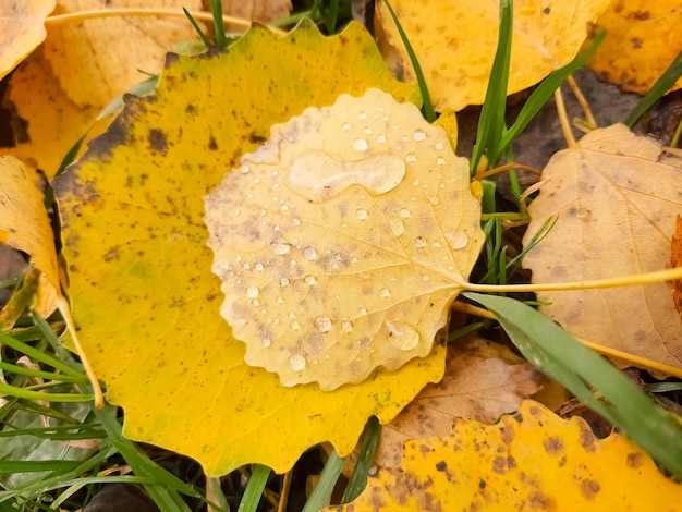 Alfombra de coloridas hojas de otoño caída de hojas Hojas de roble aspen amarillentas con motas Naturaleza del bosque Hoja de álamo otoñal amarillo con gotas de agua