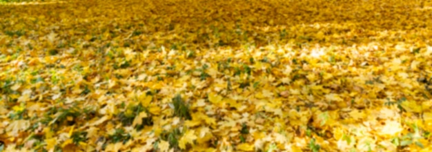 Alfombra dorada de follaje naranja brillante en el parque Carcious naturaleza otoñal Formato Blur Panorama