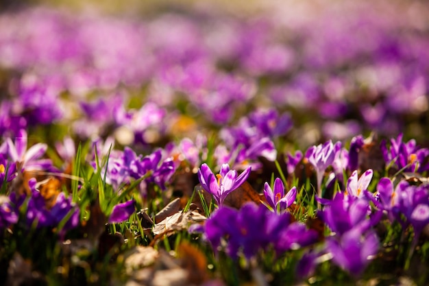 Alfombra de flores de azafrán en la madera. Flor de cerca por la mañana, mundo hermoso