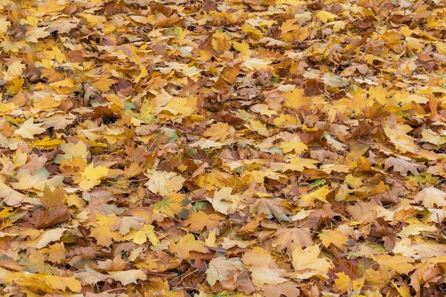 Alfombra de hojas de arce caídas en el suelo en textura de otoño