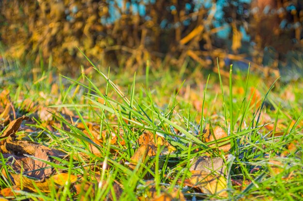 Alfombra de hojas de otoño sobre hierba verde