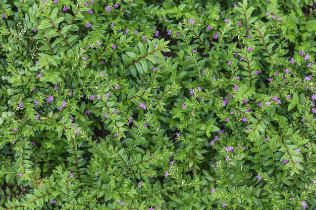 Alfombra de plantas con flores naturales, hierba con pequeñas hojas.