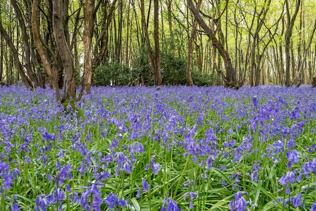 Una alfombra de Sussex Bluebells