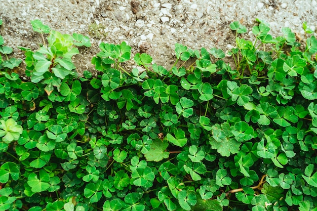 Alfombra verde de trébol