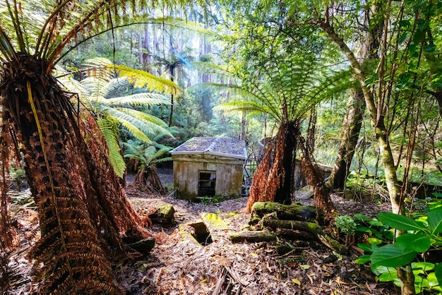 Alfred Nicholas Memorial Gardens an einem warmen sonnigen Herbsttag in der Dandenongs-Region von Sassafras Victoria Australien