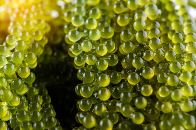 Alga de caviar verde de uvas do mar