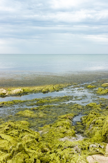 Alga na maré baixa na praia em um dia chuvoso cinzento. conceito de ecologia e desastres naturais