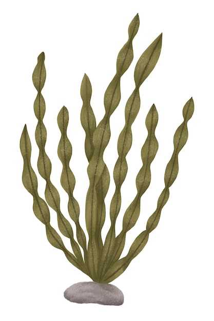 Alga verde pegatina png ilustración de la naturaleza fondo transparente