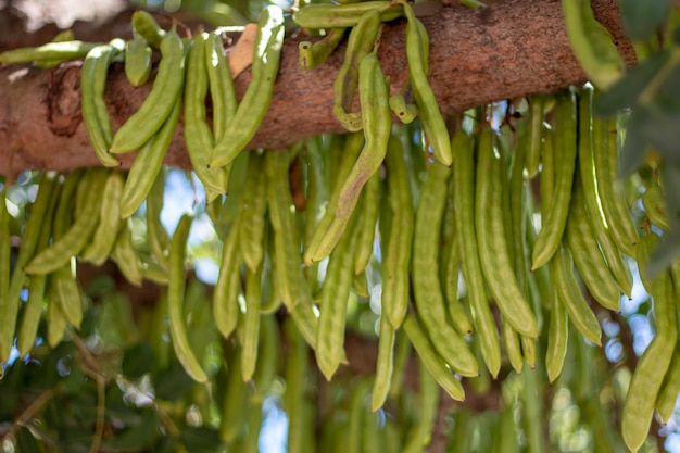 Algarrobas frutas colgando del árbol