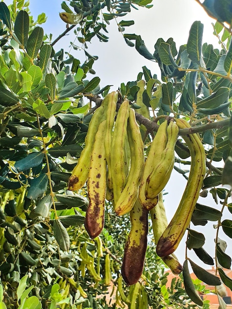 Algarrobo o garrofero y su fruto, la algarroba o garrofa