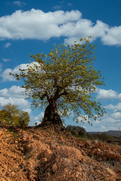 Algarrobo en tierra cultivada