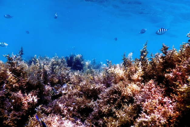 Algas, algas bajo el agua, algas en aguas poco profundas cerca de la superficie