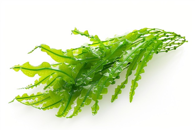 Foto algas caulerpa algas marinas sobre un fondo blanco