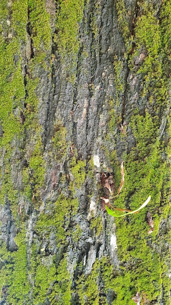 algas en la corteza de un árbol viejo fondo de corteza de árbol agrietado