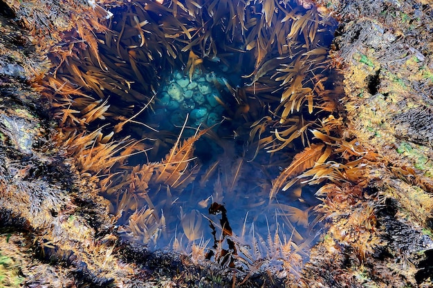 algas debaixo d'água, paisagem no mar, textura de paisagem subaquática