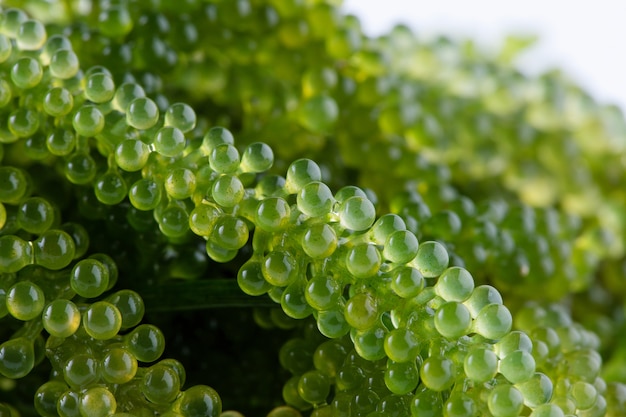 Algas marinas (caviar verde) algas,