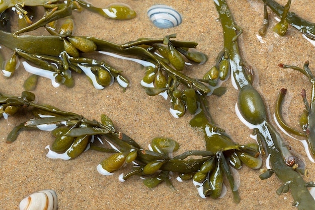 Algas marinas de fucus en arena de agua clara y conchas