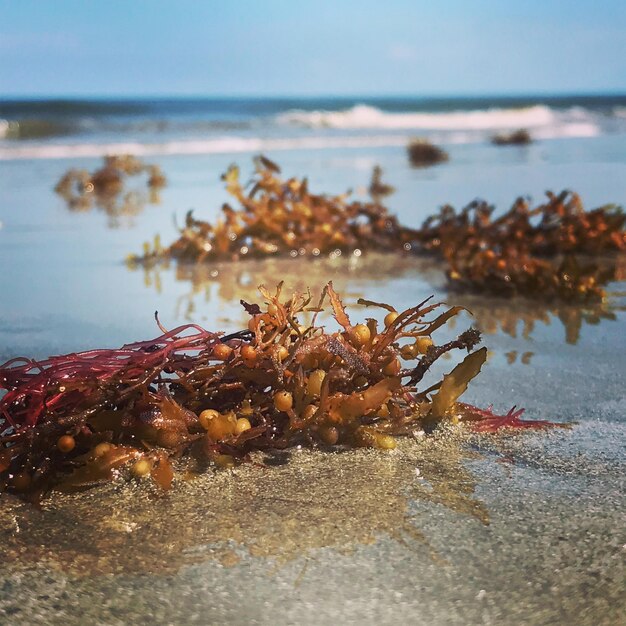 Foto algas marinas en la orilla de la playa