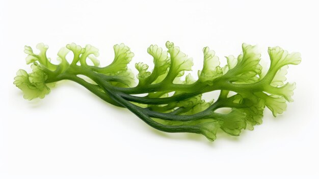 Foto algas marinas verdes