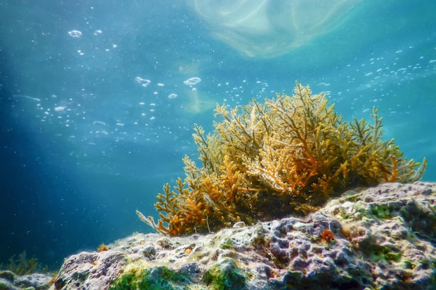 Algas marinhas, algas marinhas subaquáticas, algas marinhas em águas rasas perto da superfície