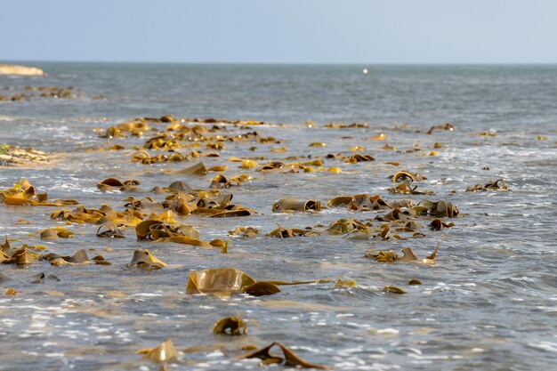 algas marinhas bull kelp crescendo em uma costa rochosa ao lado do oceano na Austrália