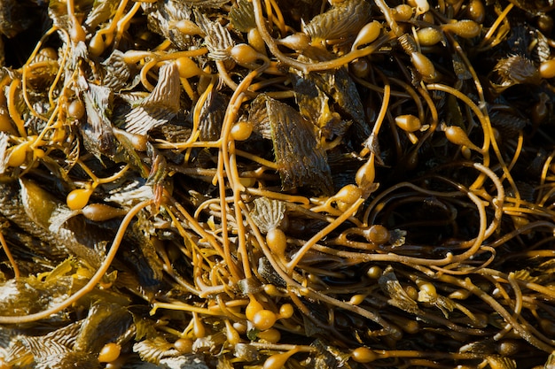 Foto algas marinhas do pacífico da califórnia kelp gigante macrocystic pyrifera