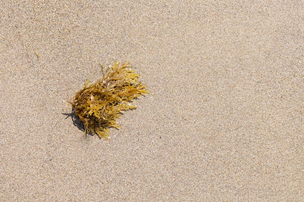 Algas na praia closeup Uvas do mar na areia