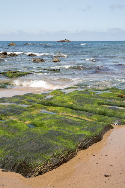 Algas na praia de Picon em Loiba, Galiza, Espanha