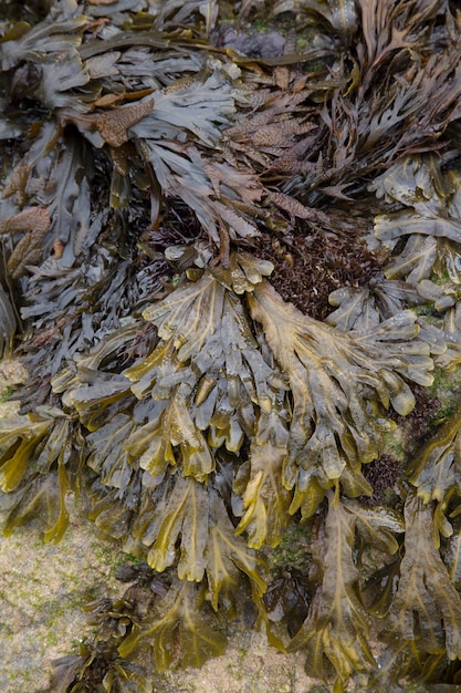 Algas en la playa, Galicia, España