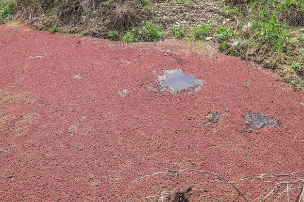 Algas rojas en el pantano en la naturaleza.