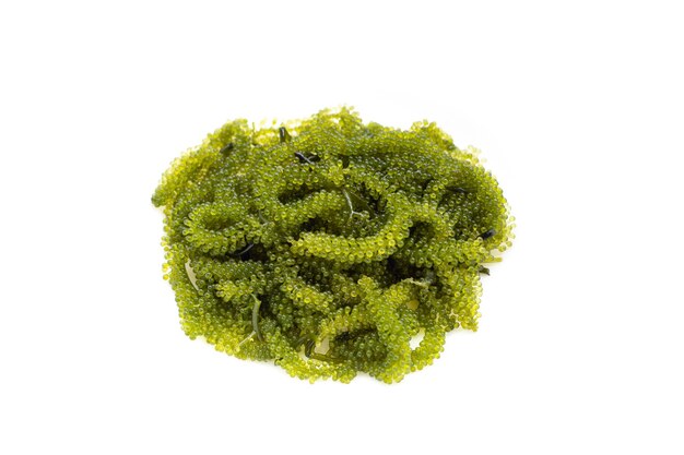 Algas de uva de mar en el fondo de wihte
