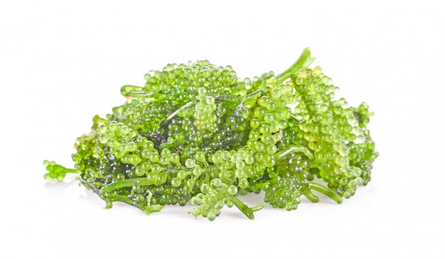 Algas de uvas de mar (caviar verde), comida sana.