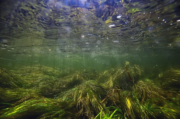 algas verdes bajo el agua en el paisaje del río paisaje fluvial, naturaleza ecología