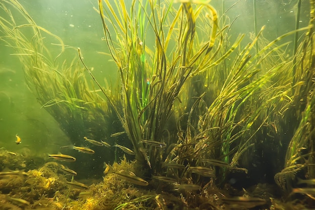 algas verdes bajo el agua en el paisaje del río paisaje fluvial, naturaleza ecología