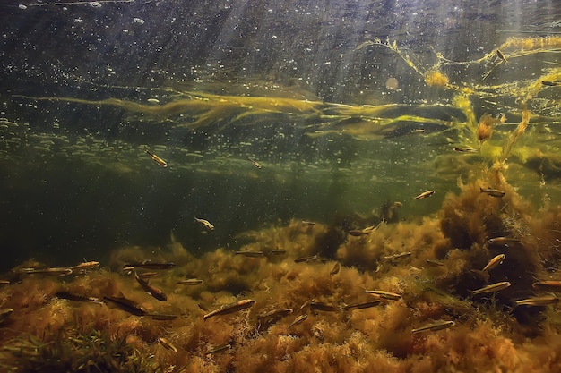 algas verdes bajo el agua en el paisaje del río paisaje fluvial, naturaleza ecología