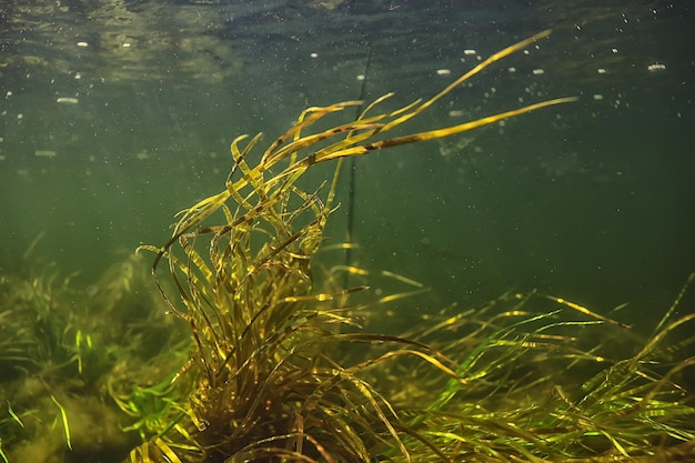 algas verdes bajo el agua en el paisaje del río paisaje fluvial, naturaleza ecología