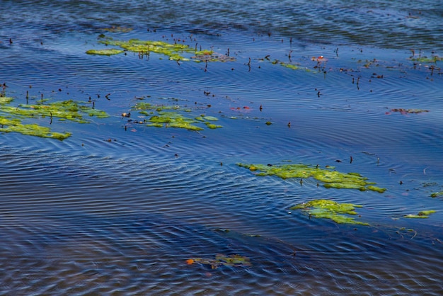 Algas verdes en el agua en la playa de arena. La contaminación del agua. Problema ecologico