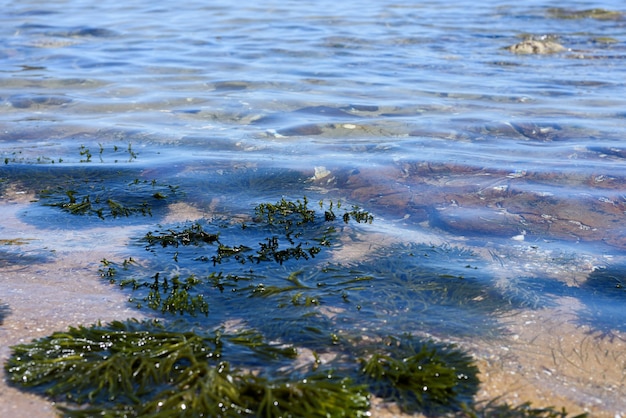 Algas verdes en aguas poco profundas claras.