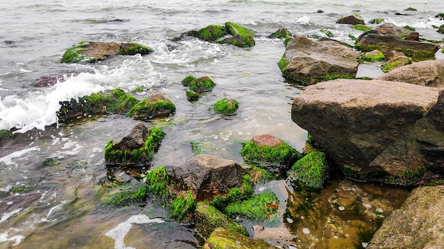 Algas verdes cobertas de pedregulhos no mar oceano costa praia Musgo do mar preso em pedras Rochas cobertas com algas verdes na água do mar Natureza cênica paisagem de verão