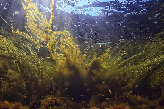 algas verdes debaixo d'água na paisagem do rio, paisagem do rio, ecologia, natureza