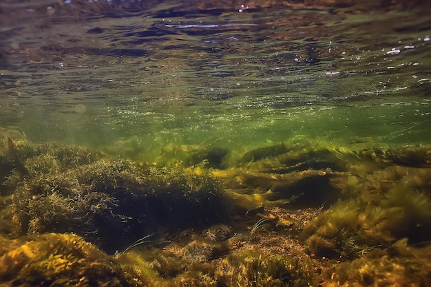 algas verdes debaixo d'água na paisagem do rio, paisagem do rio, ecologia, natureza