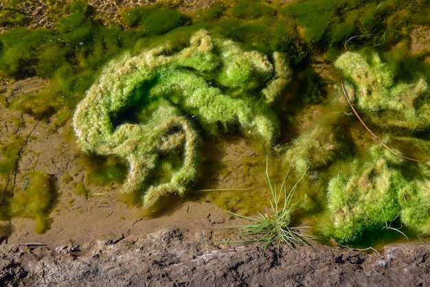 Algas verdes en el medio acuático Patagonia Argentina