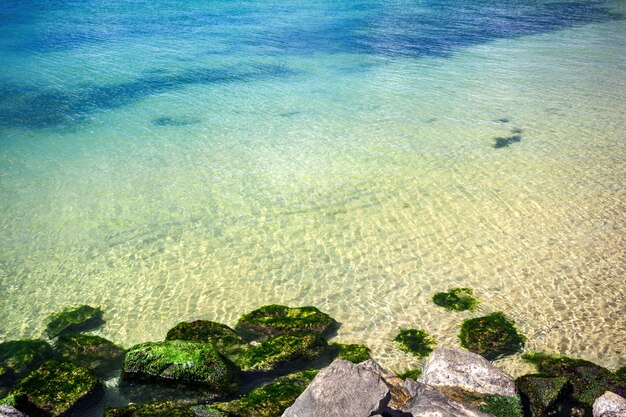 Algas verdes na costa do mar e pedras