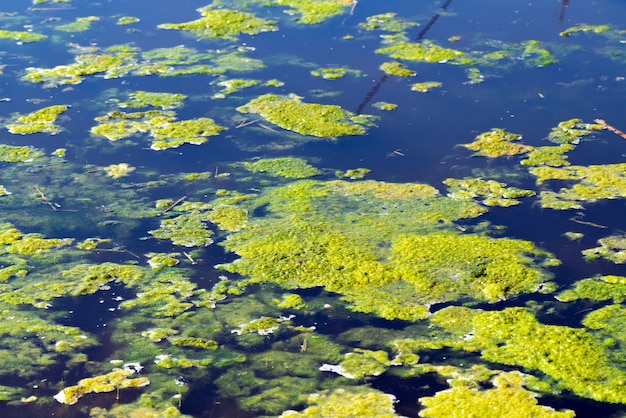 Algas verdes na lagoa