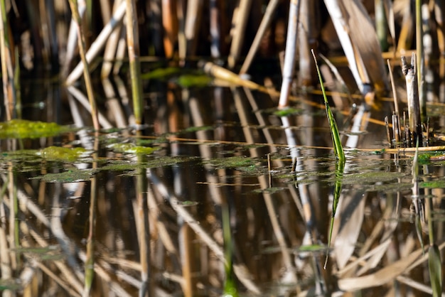 Algas verdes na lagoa