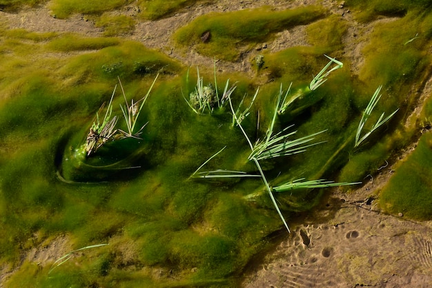 Algas verdes no ambiente aquático Patagônia Argentina