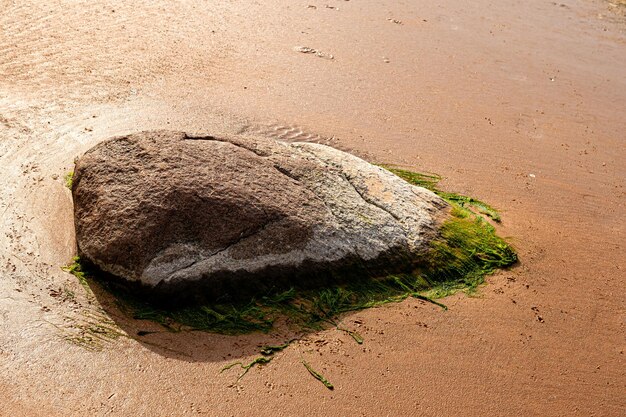 Algas verdes en una piedra a la orilla del mar