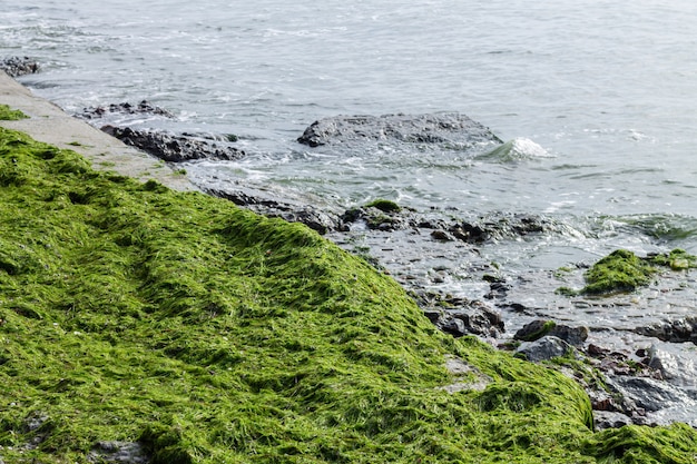 Algas verdes en la playa de la costa del océano