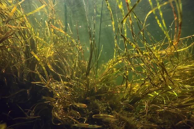 algas verdes subaquáticas na paisagem do rio, paisagem ecológica, natureza